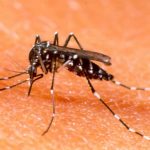 Lotta alle zanzare, continuano i trattamenti antilarvali